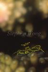 Shrimp, Coral Shrimp 01, hiding in stack horn
