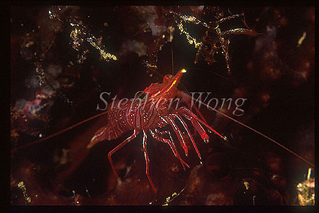 Shrimp, Hinge-beaked Shrimp 01