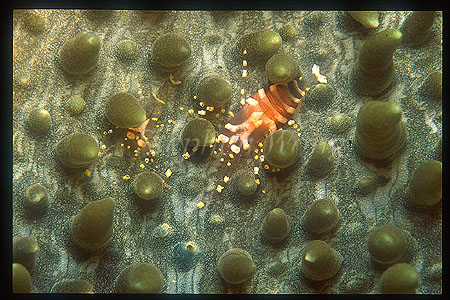 Shrimp, Pontonide Shrimp 03 on coralimorpharian