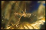 Skeleton Shrimp, 03