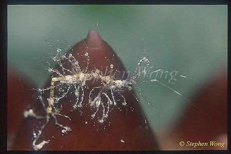 Skeleton Shrimp, 04 with babies attached on mama body
