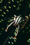 Squat Lobster, Elegant 01, Allogalathea elegans