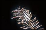 Squat Lobster, Elegant 02, Allogalathea elegans