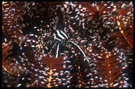 Squat Lobster, Elegant 03, Allogalathea elegans