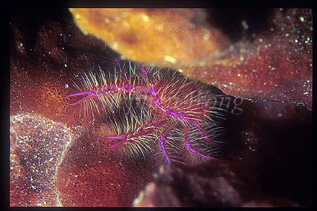 Squat Lobster, Fairy or Pink 01