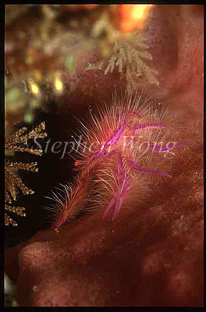 Squat Lobster, Fairy or Pink 02 Lauriea siagiani
