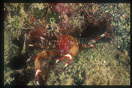 Squat Lobster, Galathea 01
