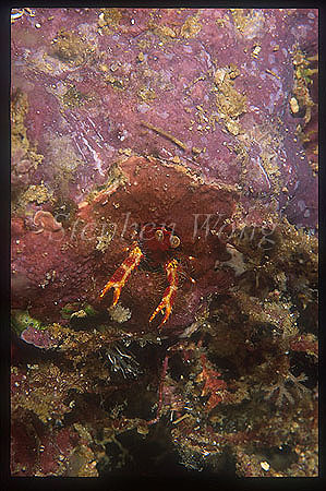 Squat Lobster, Galathea 02 4mm