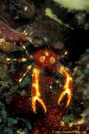 Squat Lobster, Galathea 03, Robo Kon 030106