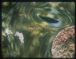 Giant Clam, 01 baby Apogon seeking refuge on clam mantle