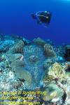 Giant Clam, 06 Tridacna gigas & diver, RA0607 Stephen WONG