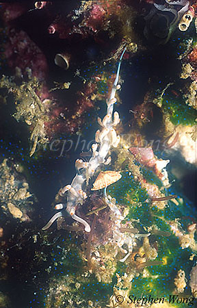 Nudibranch, Bicolor Flabellina 01