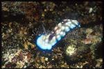 Nudibranch, Chromodoris hintantuensis, Lumpy 01