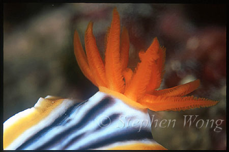 Nudibranch, Chromodoris magnifica, 01 Gill detail