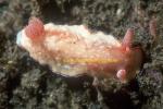 Nudibranch, Chromodoris preciosa 01 0705