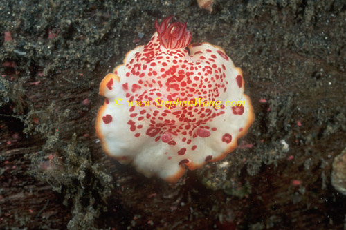 Nudibranch, Chromodoris unidentified 02 0705