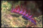 Nudibranch, Cuthona sibogae 01a