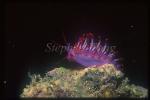 Nudibranch, Cuthona sibogae 01b
