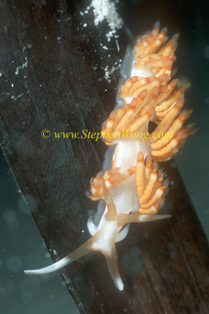 Nudibranch, Cuthona unidentified 01b 25mm 0705