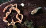 Nudibranch, Derawan Glossodoris 02 & Tsuruga eating eggs 080203