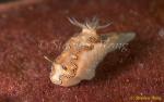 Nudibranch, Derawan Glossodoris (undescribed) 01, 15mm 080203