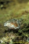 Nudibranch, Derawan Glossodoris (undescribed) 02 090106