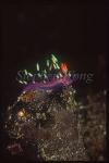 Nudibranch, Flabellina exoptata, Much-Desired 02