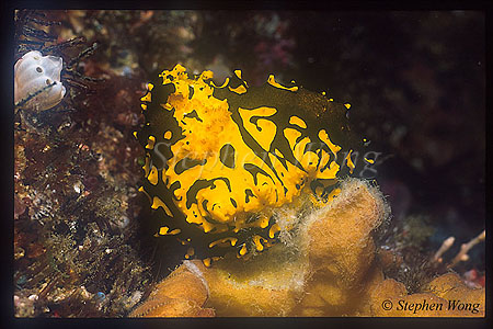 Nudibranch, Gardiner's Notodoris, gardineri 01 eating sponge