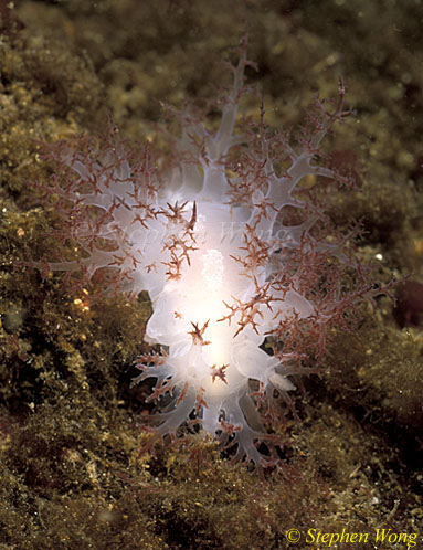 Nudibranch, Giant Red Dendronotid 01, Van Is 110903