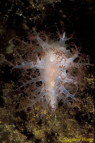 Nudibranch, Giant Red Dendronotid 02, Van Is 110903