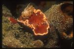 Nudibranch, Glossodoris rufomarginata 01 Red Margined