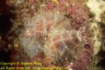 Nudibranch, Halgerda iota 01t 40mm mating Bur0207 Stephen WONG 123108