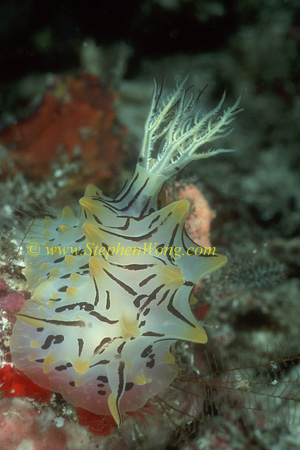 Nudibranch, Halgerda unidentified 01 0705