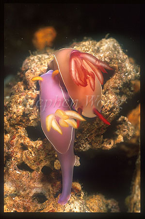 Nudibranch, Hypseloderis bullockii 02 mating