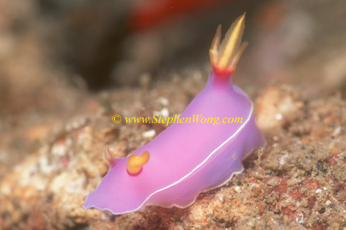 Nudibranch, Hypselodoris sp 01 0705