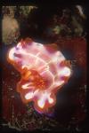 Nudibranch, Hypselodoris sp, Magical 01