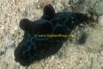 Nudibranch, Lamellarids, Chelyonotus semperi 02 0705
