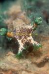 Nudibranch, Marionia 01 unidentified 50 0705