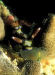 Nudibranch, nembrotha feeding on tunicate 030106