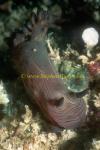 Nudibranch, Nembrotha unidentified 02 18-20cm 0705