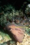 Nudibranch, Nembrotha unidentified 03 18-20cm 0705