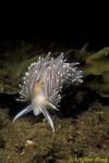 Nudibranch, Pearly Aeolid Nudibranch 01, Van Is 110903