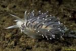 Nudibranch, Pearly Aeolid Nudibranch 03, Van Is 111403