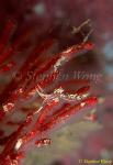 Nudibranch, Phidiana indica 01 & skeleton shrimps 080203