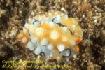 Nudibranch, Phyllidia ocellata 01t 25mm Bur0207 Stephen WONG 010109
