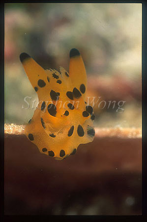 Nudibranch, Picachu 01 on sponge