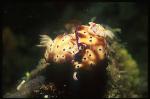 Nudibranch, Risbecia tryoni 01