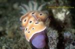 Nudibranch, Risbecia tryoni 02 50mm 0705