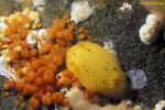 Nudibranch, Sea Lemon feeding on colonial Urn Sponges 01, Van Is 110903
