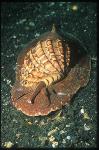 Snail, 04 Harps Snail, Harpa articularis